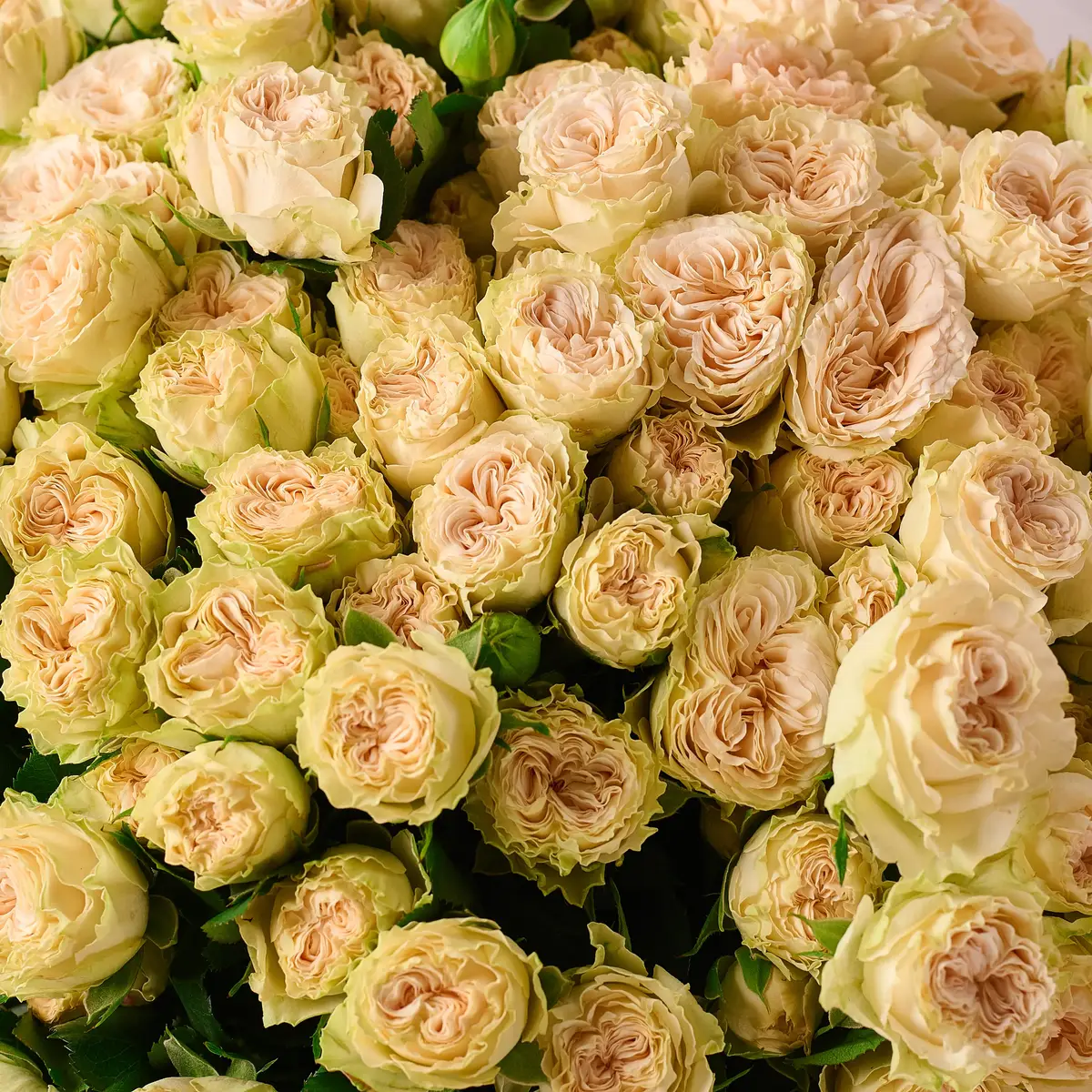 Букет 25 Роз спрей Самерроуз купить недорого в Украине, фото 3