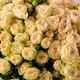 Букет 25 Роз спрей Самерроуз купить