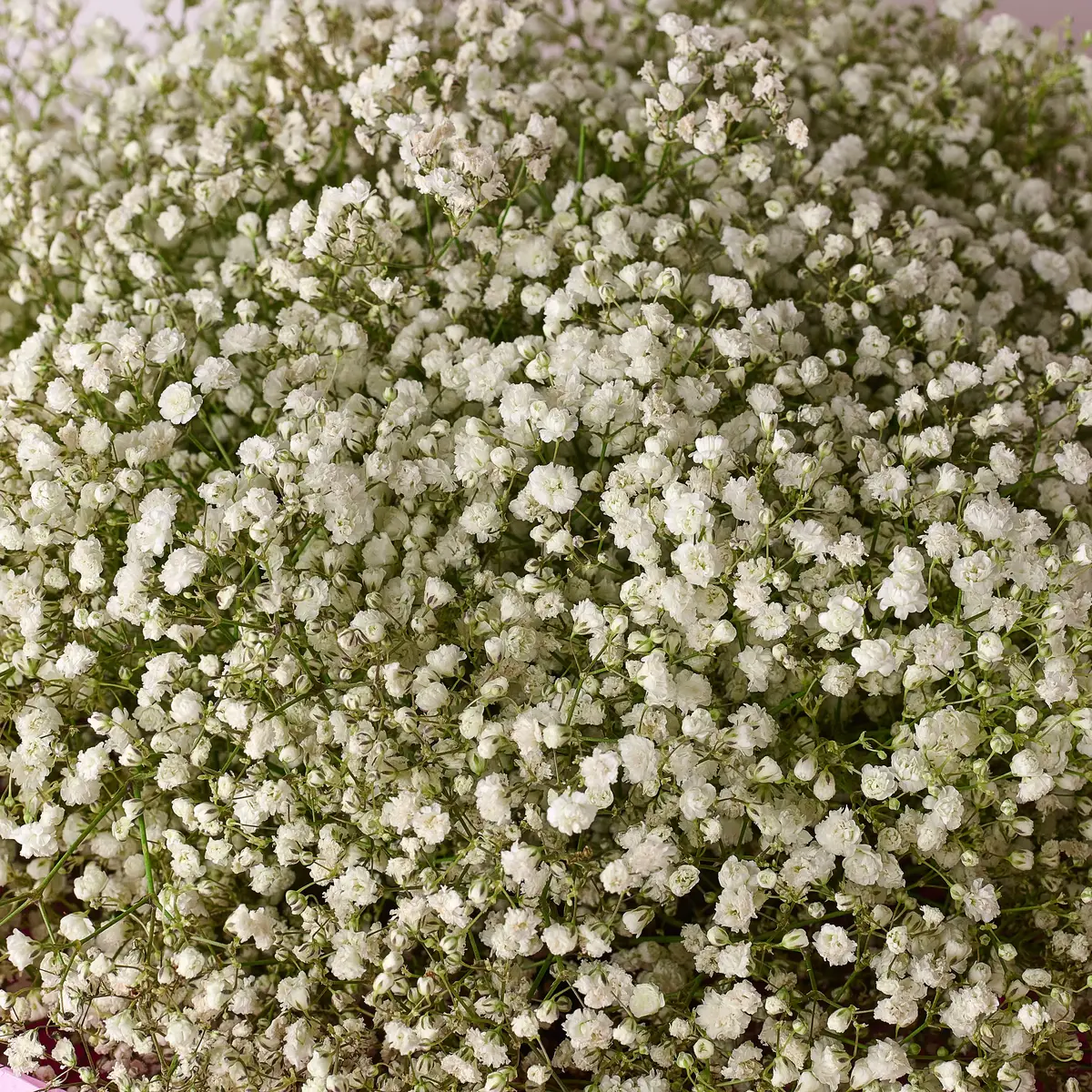 Букет 35 Білих Гіпсофіл купити недорого в Україні, фото 3