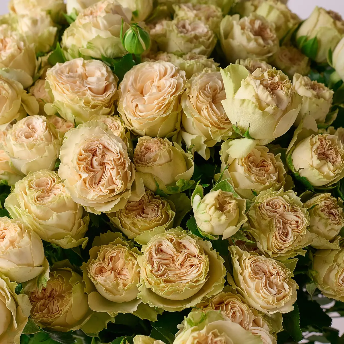 Букет 21 Роза спрей Самерроуз купить недорого в Украине, фото 3