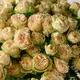 Букет 21 Роза спрей Самерроуз купить