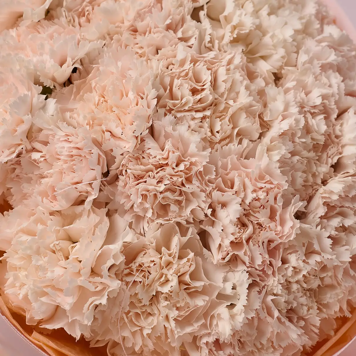 Букет 25 Бежевых Гвоздик купить недорого в Украине, фото 3