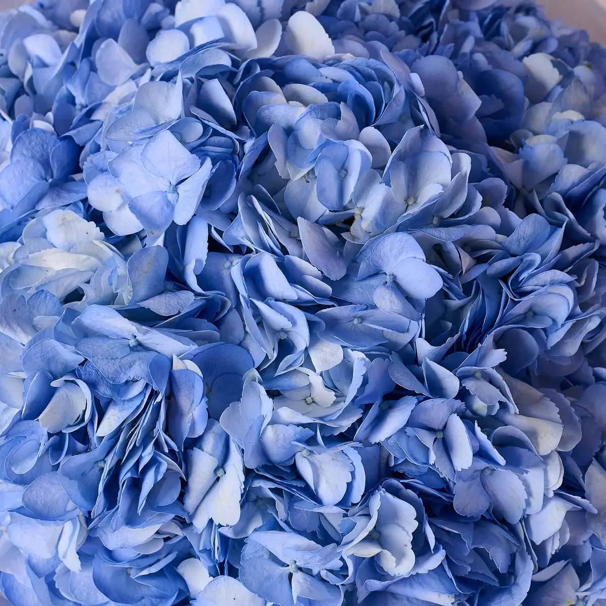 Букет 7 Голубых Гортензий купить недорого в Украине, фото 3