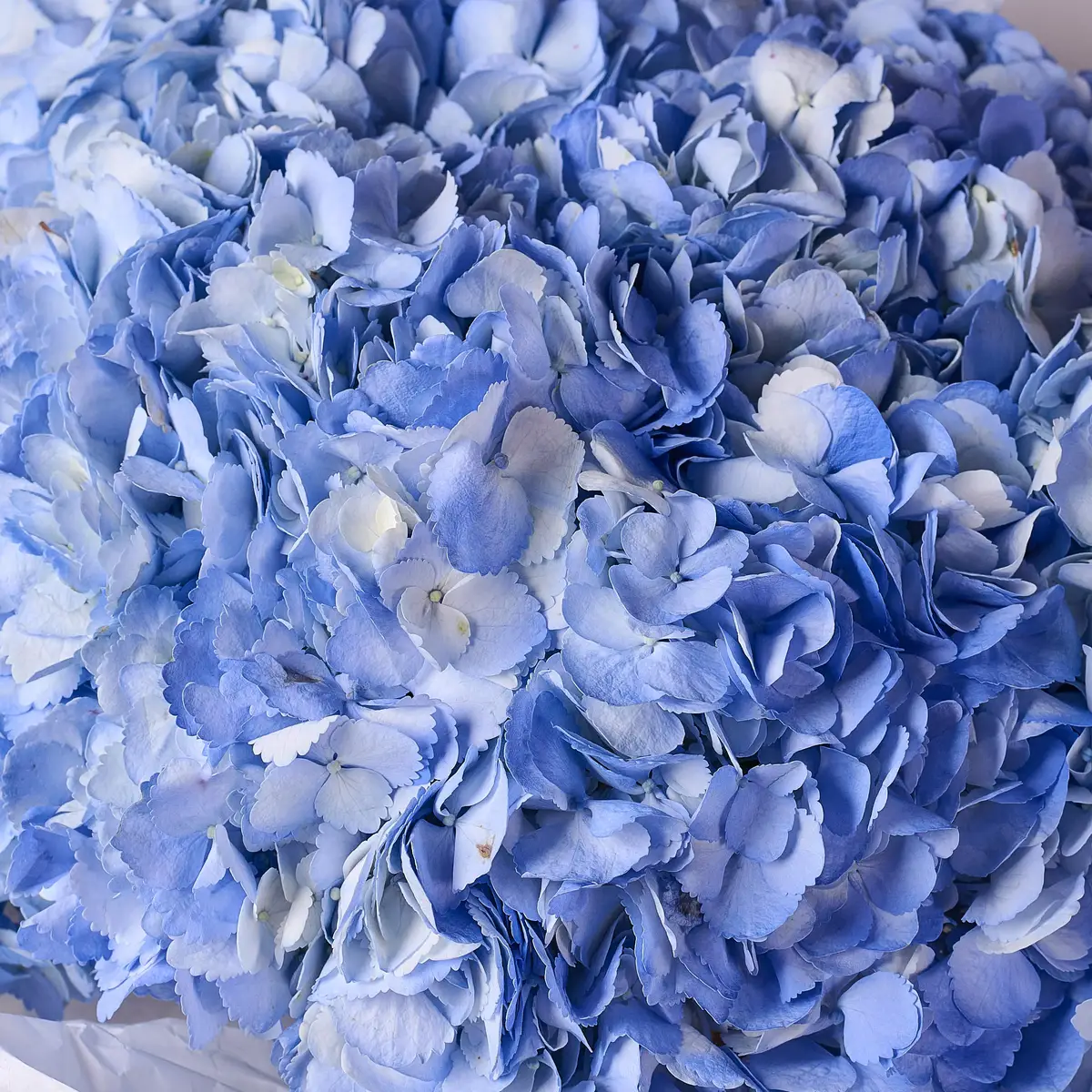 Букет 15 Блакитних Гортензій купити недорого в Україні, фото 3