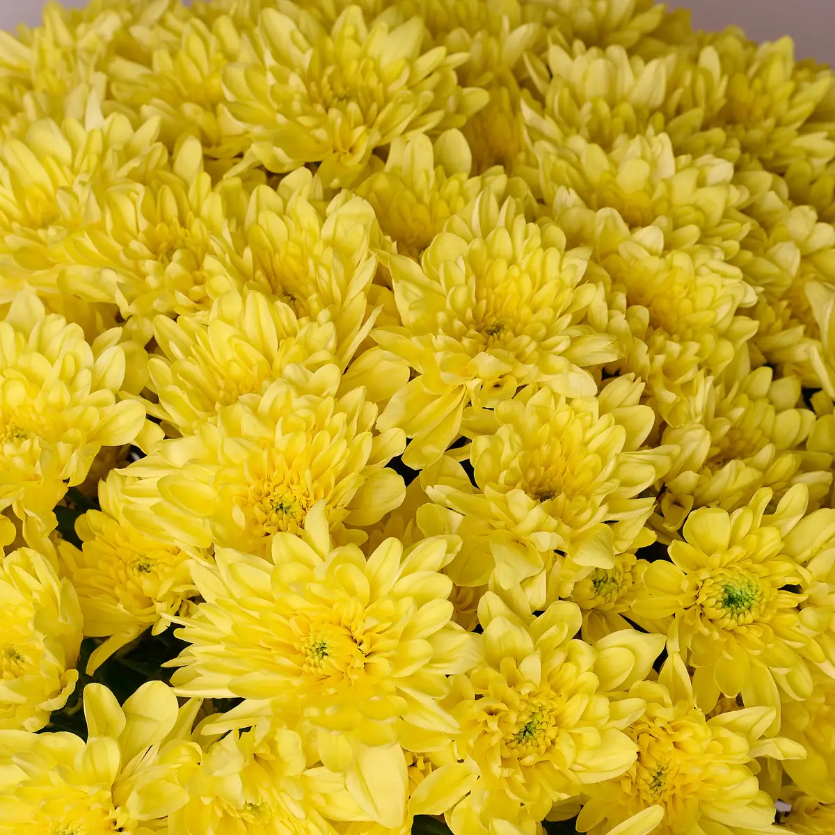 Букет 25 Жовтих Хризантем купити недорого в Україні, фото 3