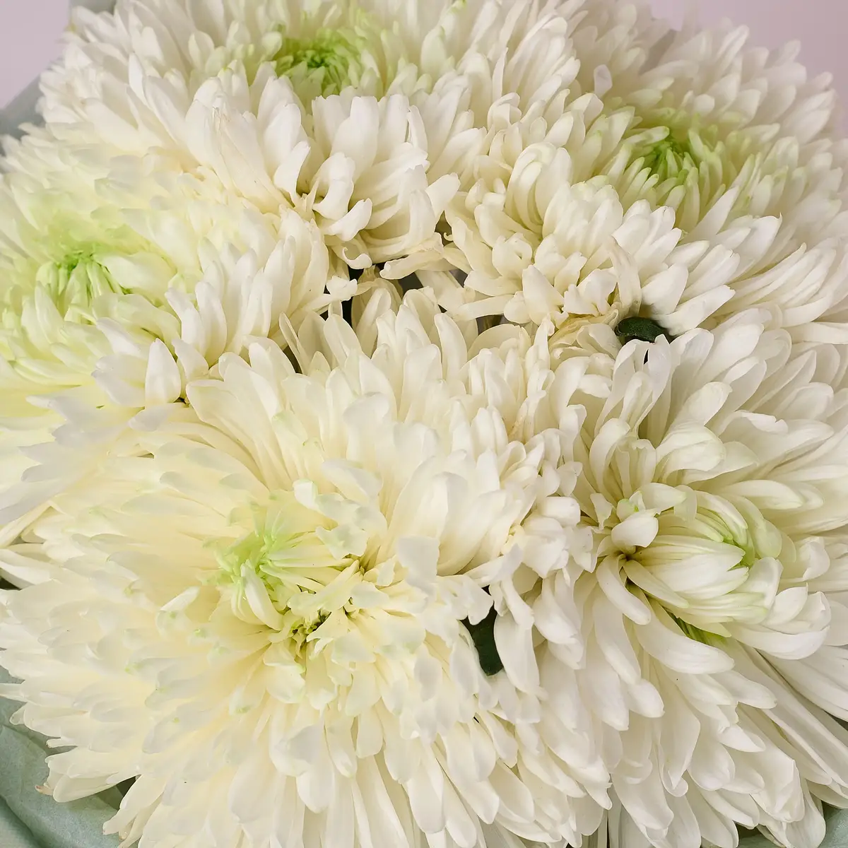 Букет 5 Однобутонних Білих Хризантем купити недорого в Україні, фото 3