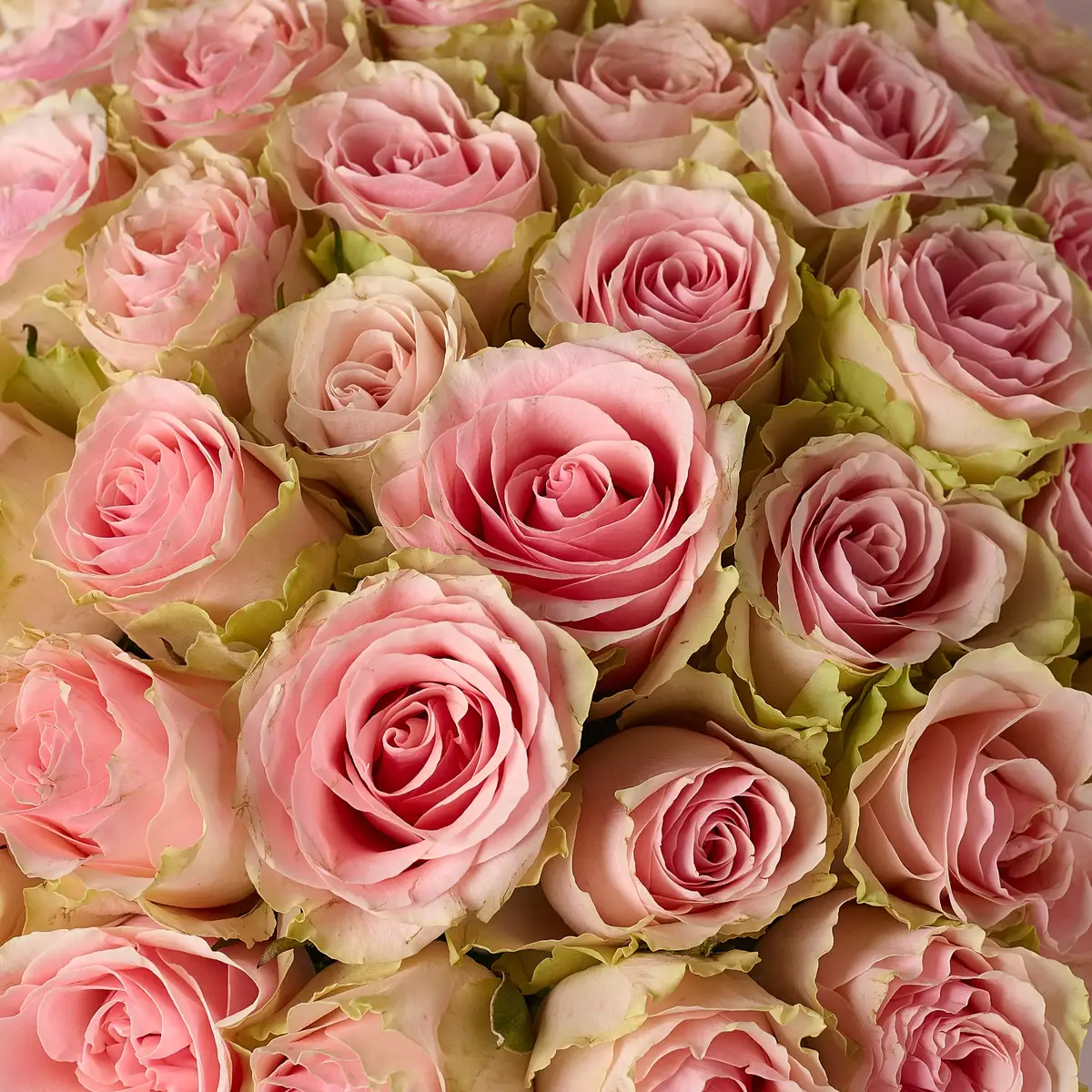 Букет 51 Роза Фрутетто купить недорого в Украине, фото 3