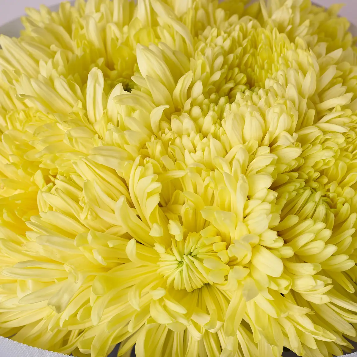 Букет 11 Однобутонних Жовтих Хризантем купити недорого в Україні, фото 3