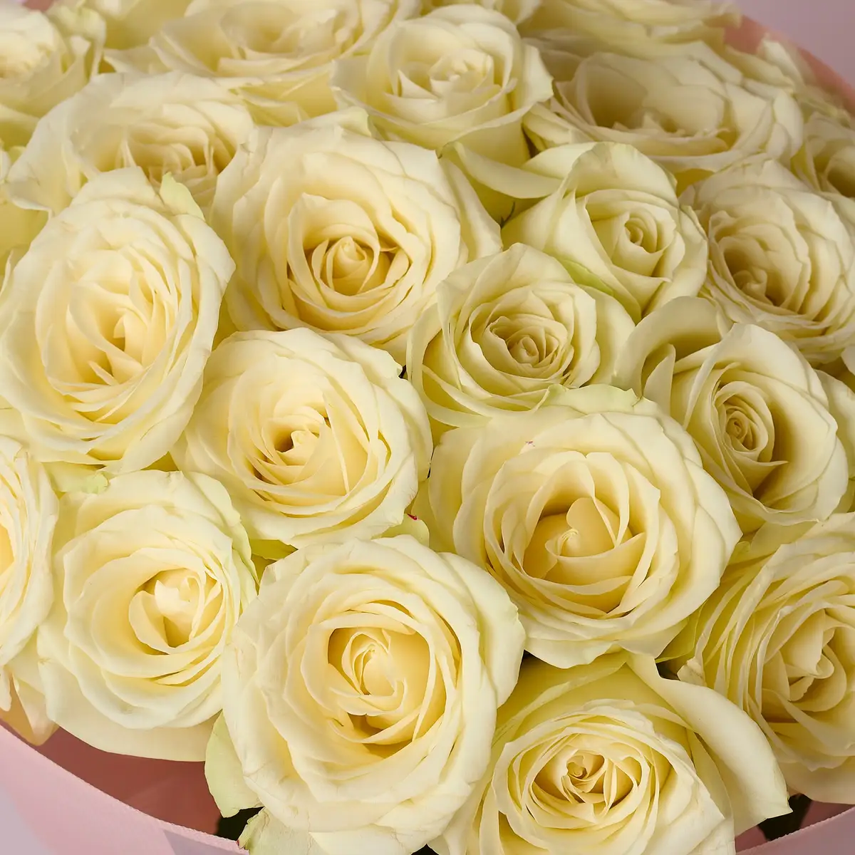 Букет 27 Троянд білих Сновсторм купити недорого в Україні, фото 3