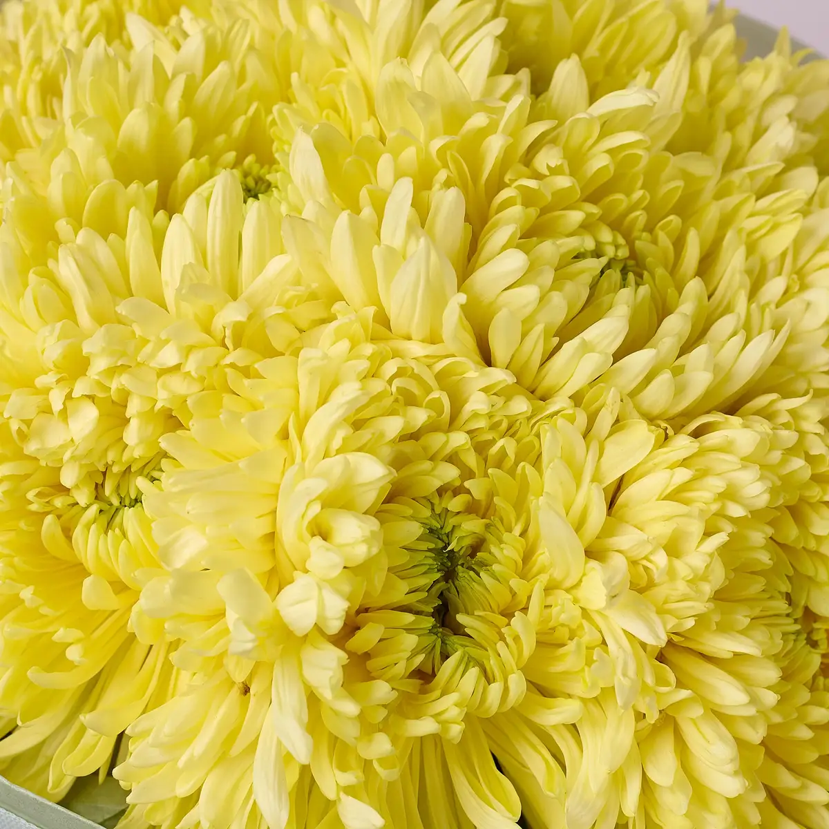 Букет 15 Однобутонних Жовтих Хризантем купити недорого в Україні, фото 3