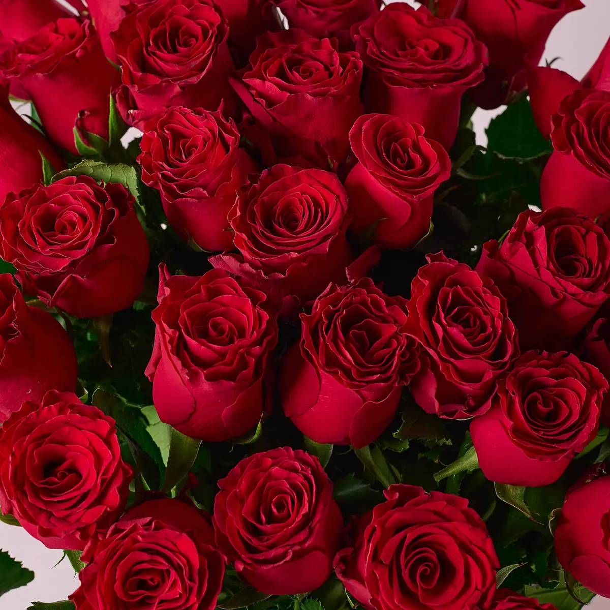 Букет 35 Троянд червоних Родос купити недорого в Україні, фото 3