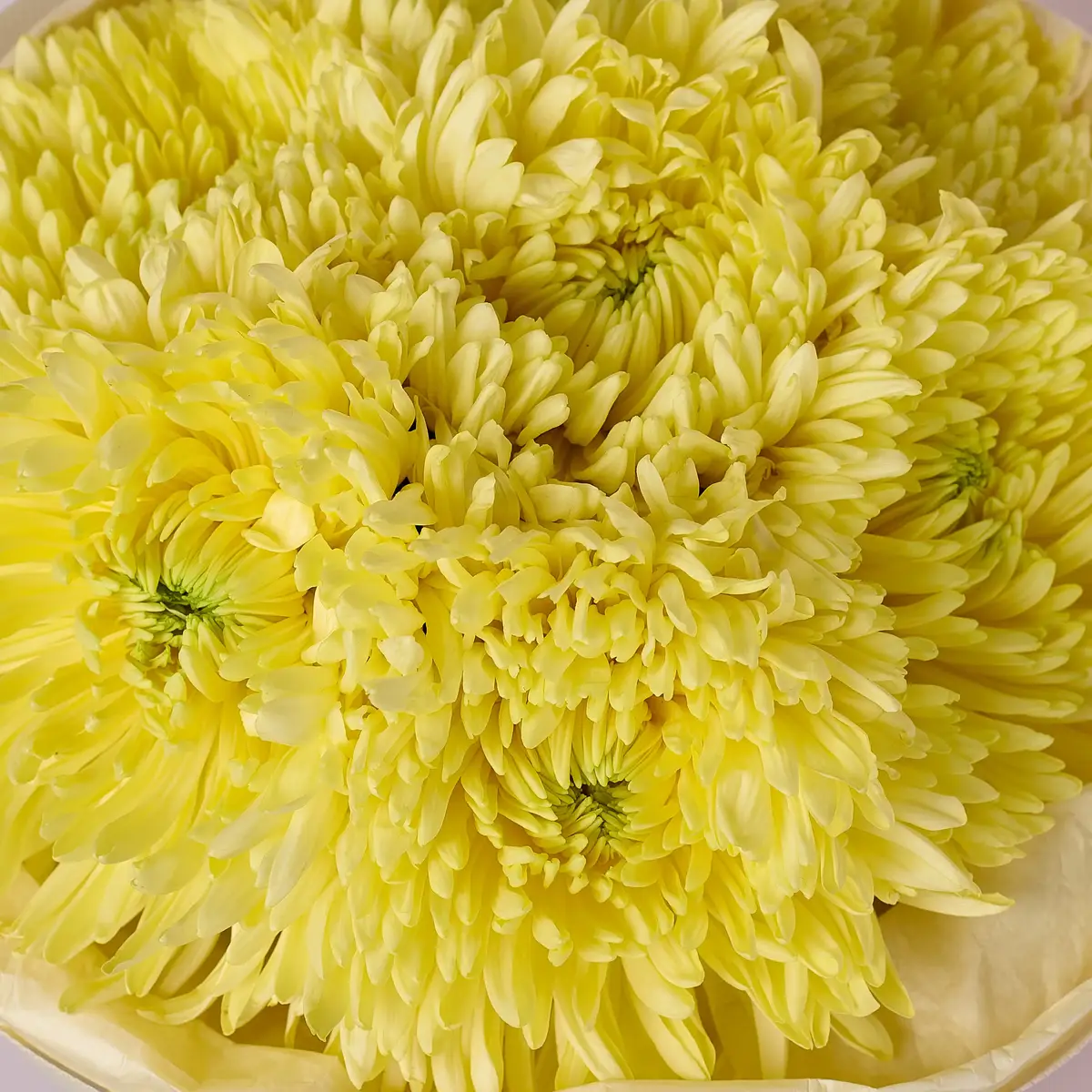 Букет 7 Однобутонних Жовтих Хризантем купити недорого в Україні, фото 3
