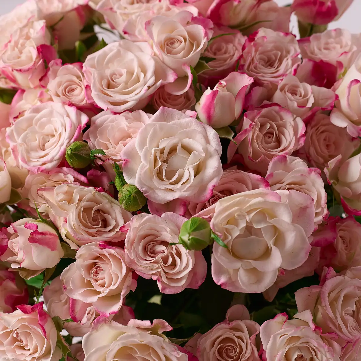 Букет 15 Троянд спрей Рефлекс купити недорого в Україні, фото 3