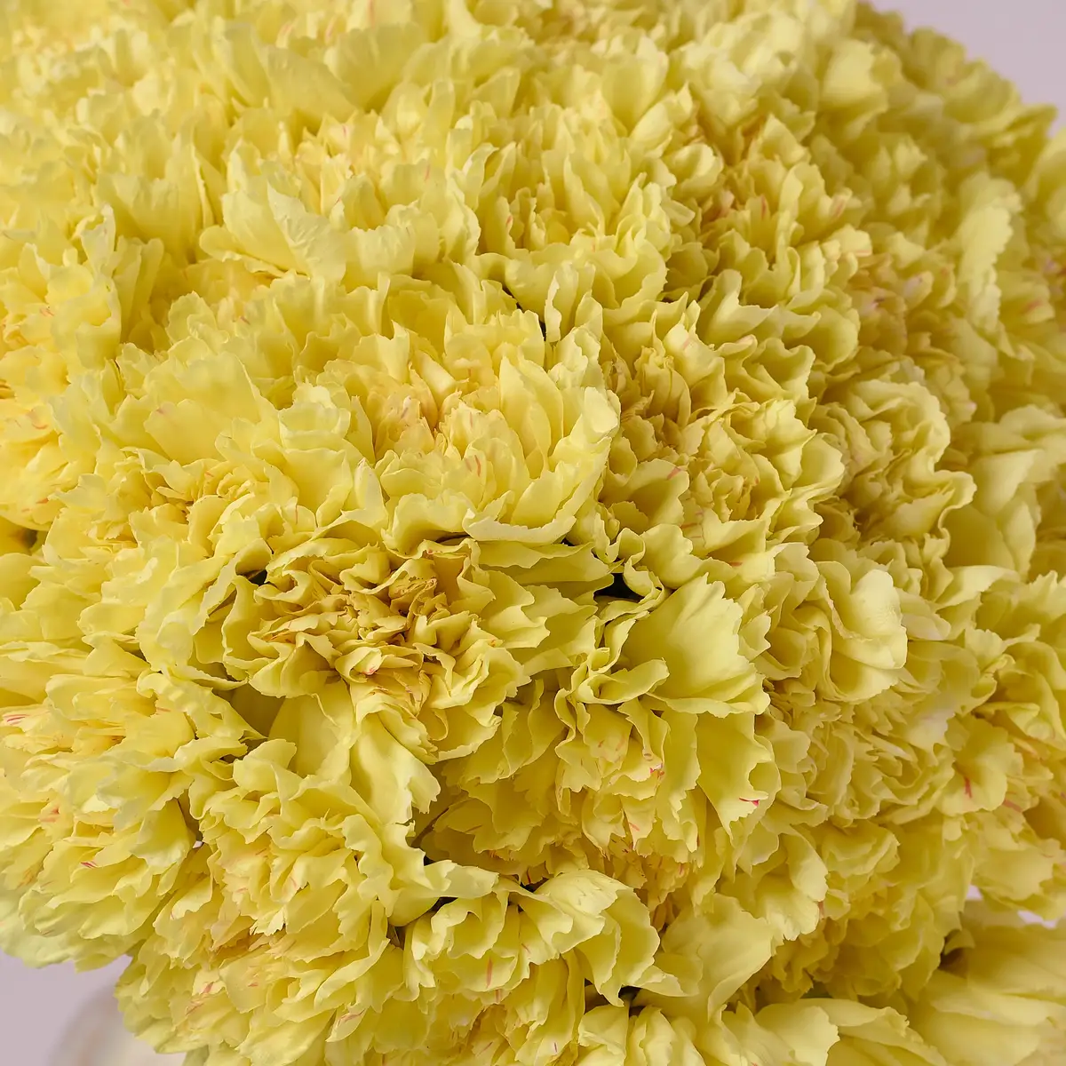 Букет 51 Желтая Гвоздика купить недорого в Украине, фото 3