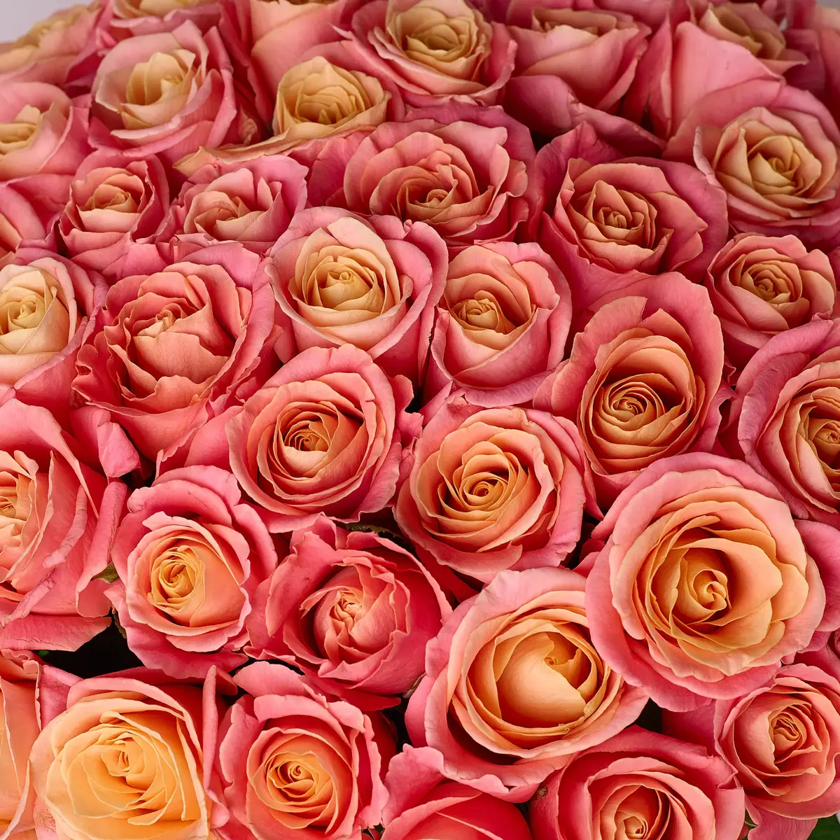 Букет 51 Троянда Міс Піггі купити недорого в Україні, фото 3