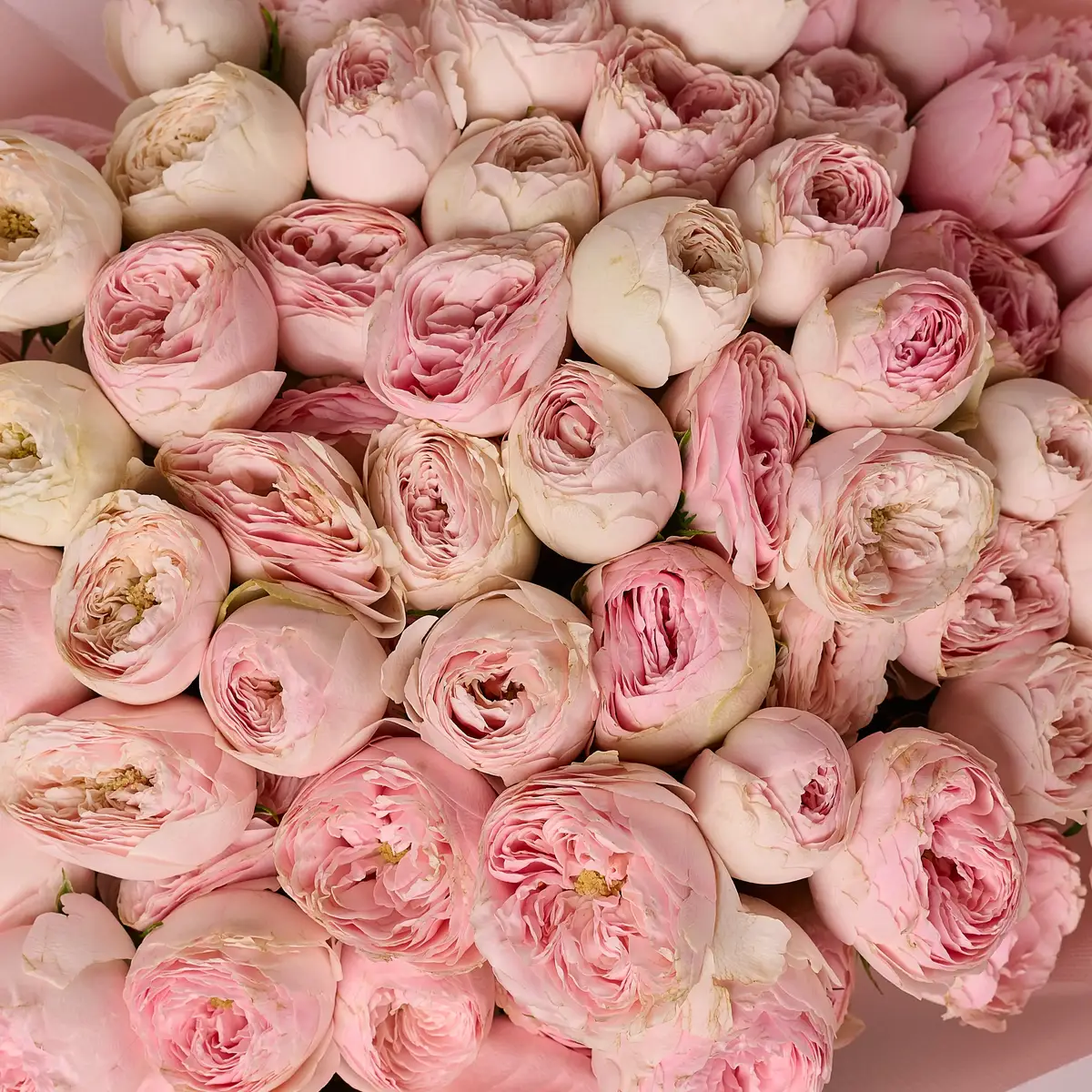 Букет 25 Роз спрей Мэнсфилд Парк купить недорого в Украине, фото 3