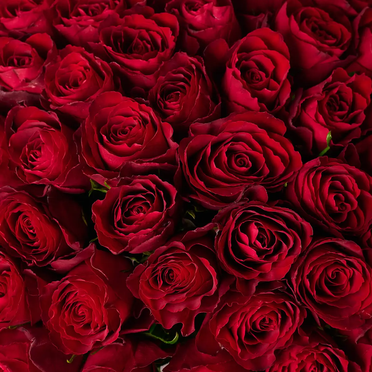 Букет 51 Троянда червона Мадам Ред купити недорого в Україні, фото 3