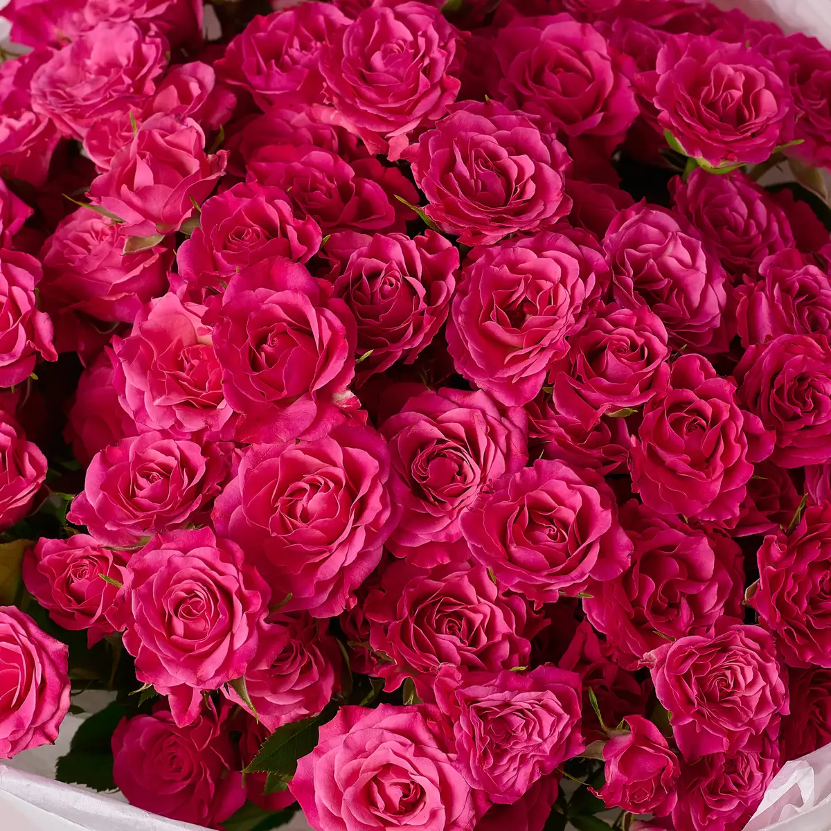 Букет 21 Троянда спрей Ліана купити недорого в Україні, фото 3