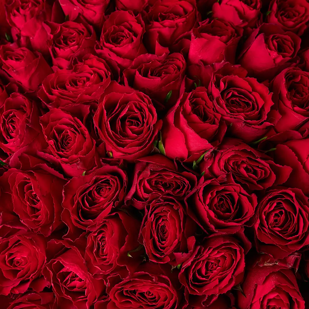 Букет 101 Троянда червона Мадам Ред купити недорого в Україні, фото 3