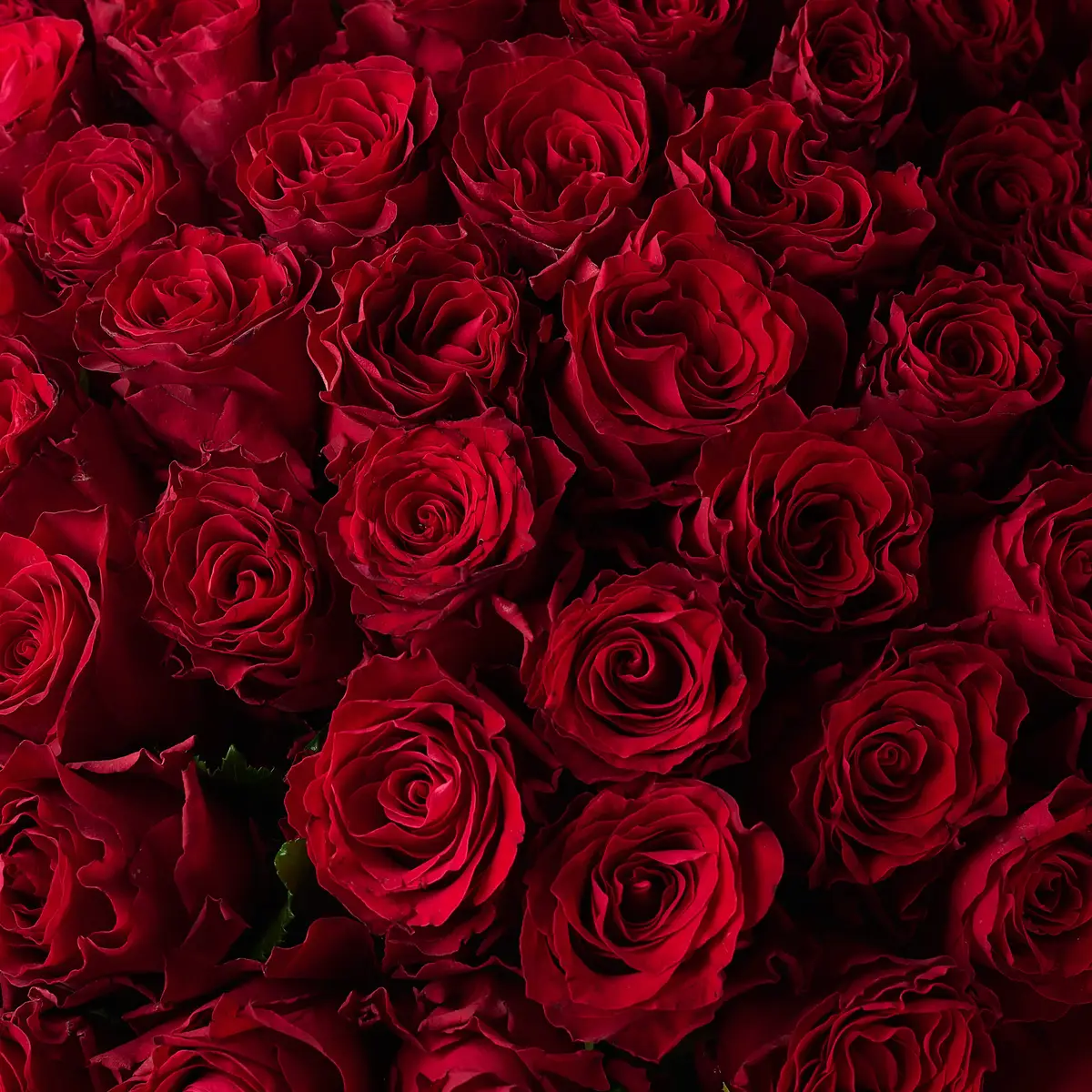 Букет 71 Троянда червона Родос купити недорого в Україні, фото 3