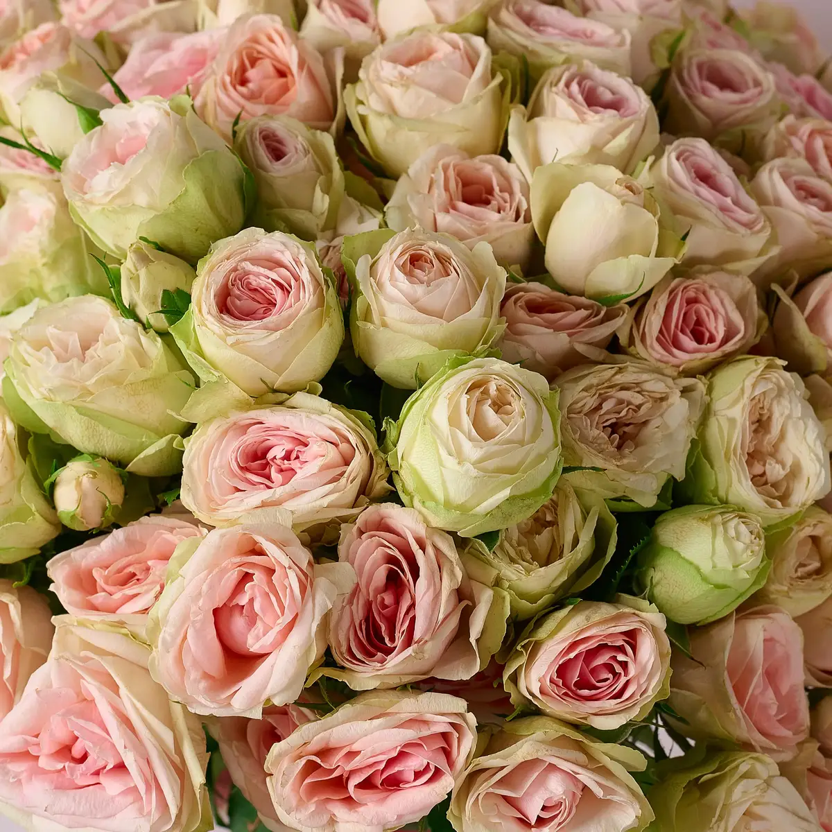 Букет 19 Троянд спрей Крісті купити недорого в Україні, фото 3