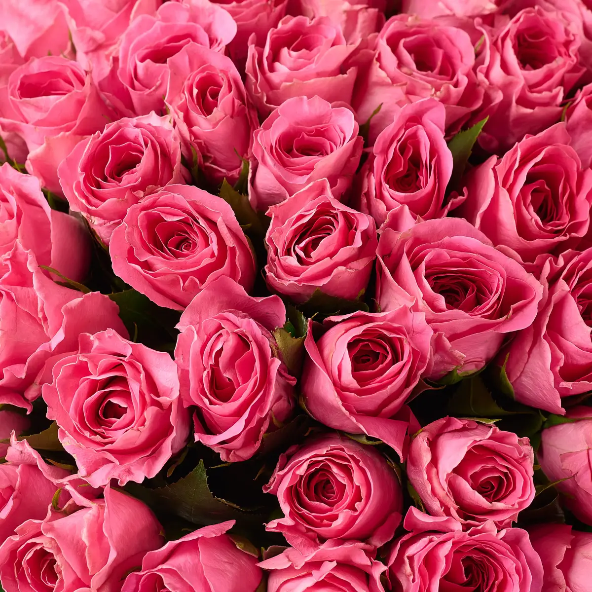 Букет 75 Роз Уотергейм купить недорого в Украине, фото 3