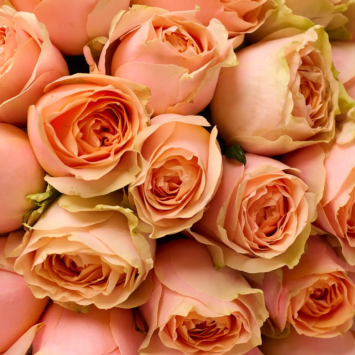 Букет 35 Троянд Гравіті купити недорого в Україні, фото 3