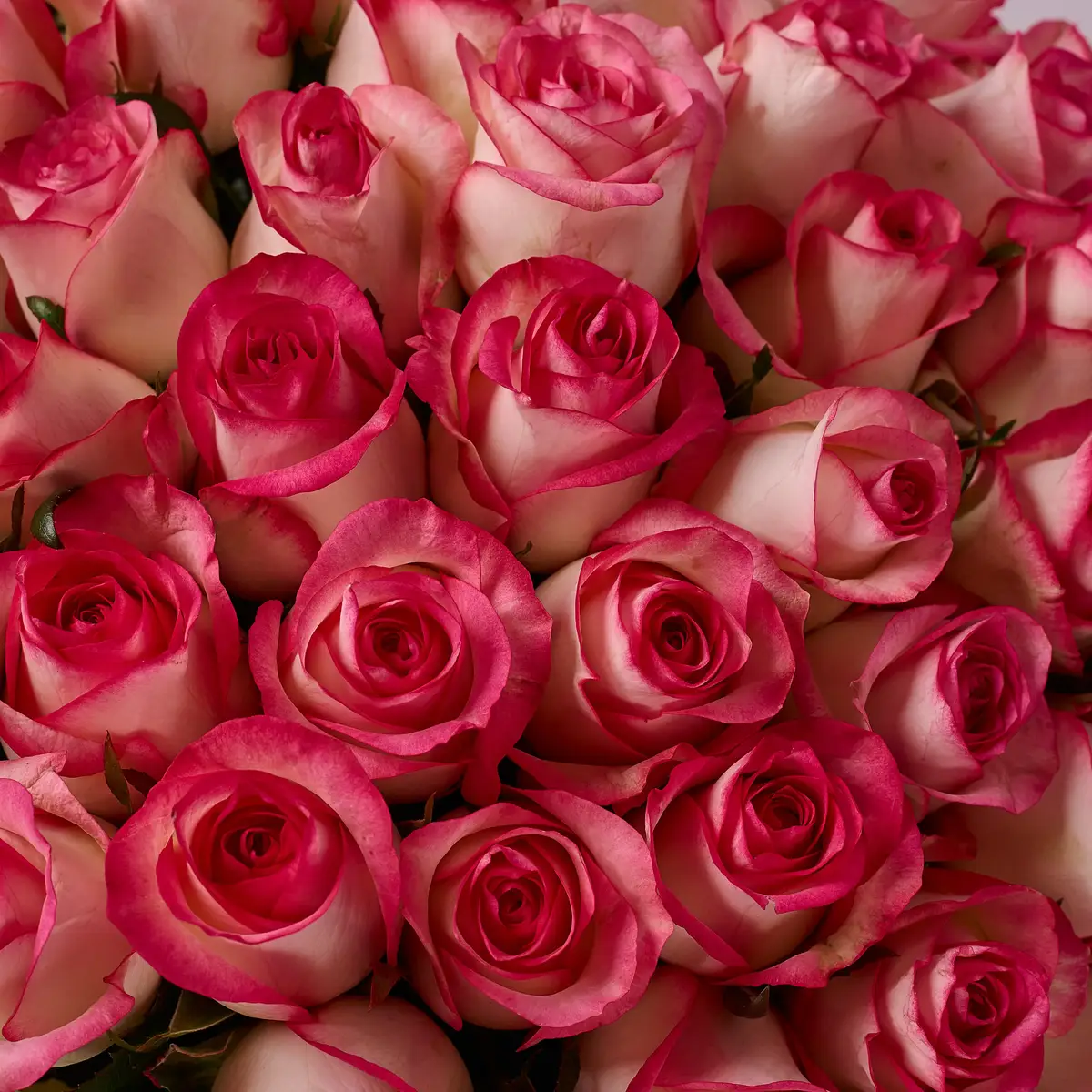 Букет 51 Роза Джумилия купить недорого в Украине, фото 3