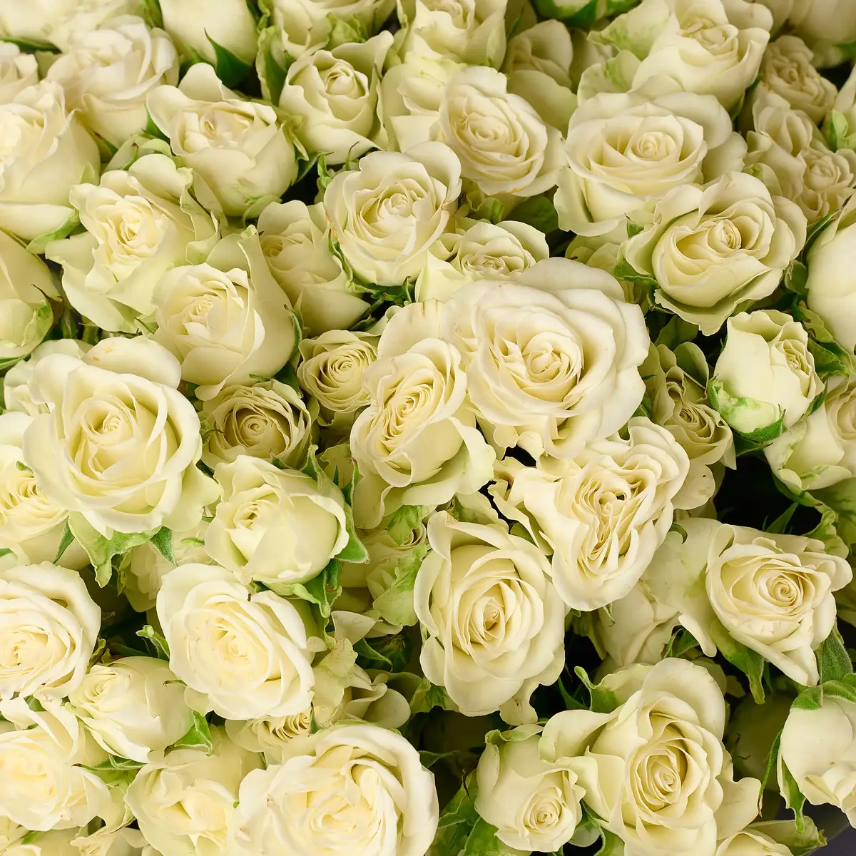 Букет 25 Троянд спрей Сновфлейк купити недорого в Україні, фото 3