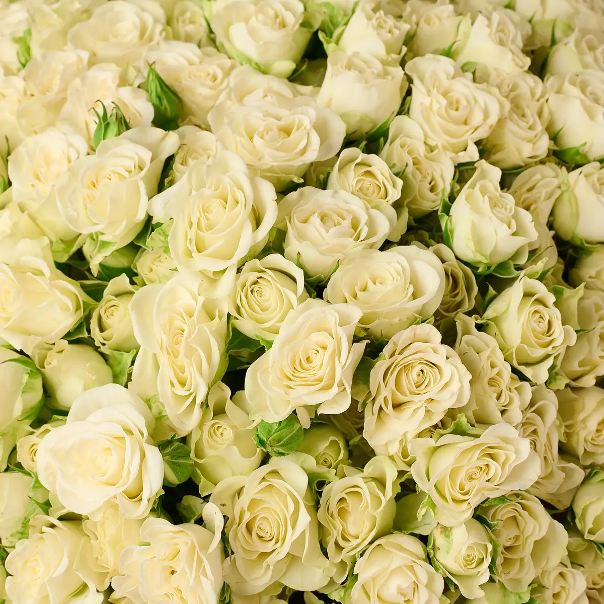 Букет 51 Троянда спрей Сновфлейк купити недорого в Україні, фото 3