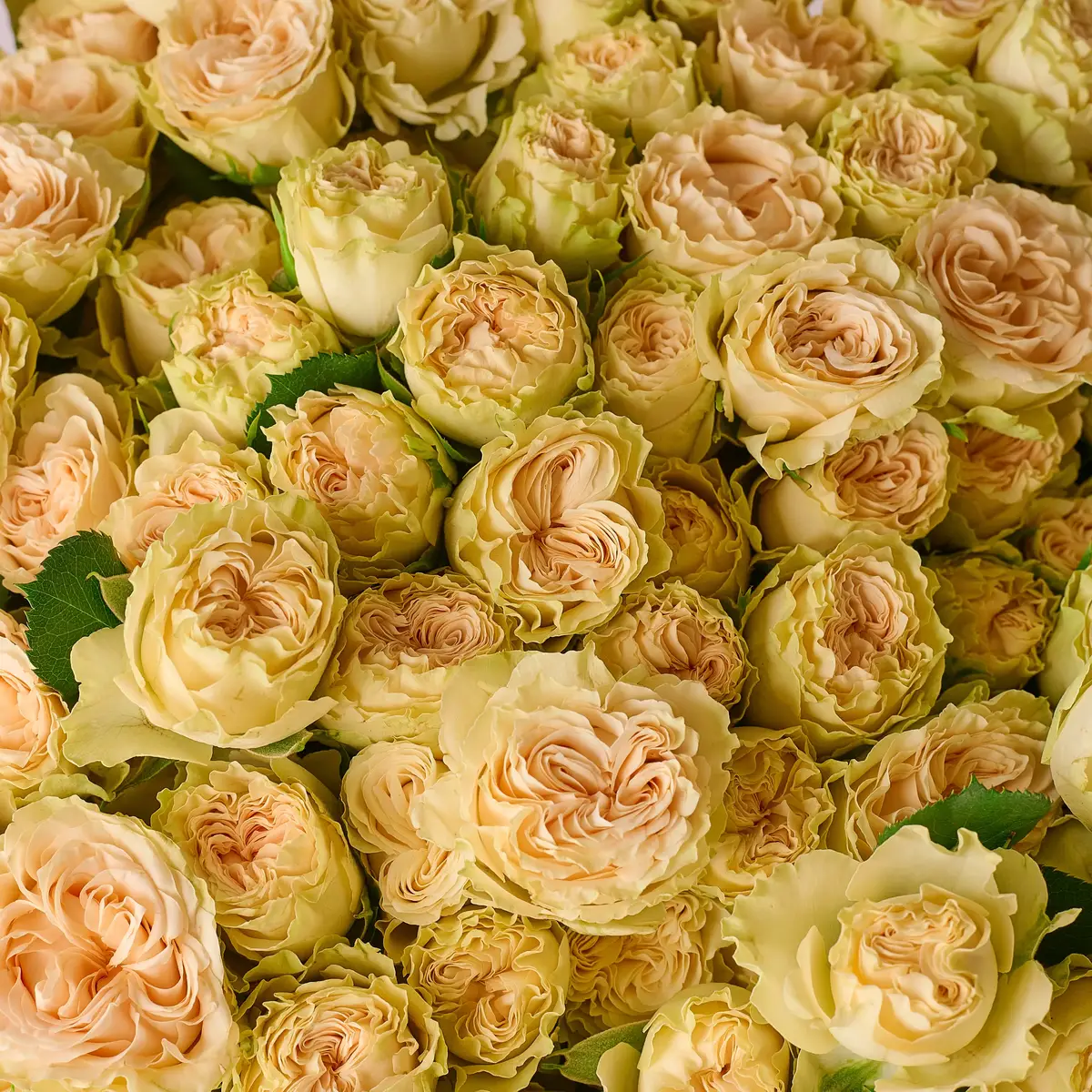 Букет 55 Роз спрей Самерроуз купить недорого в Украине, фото 3