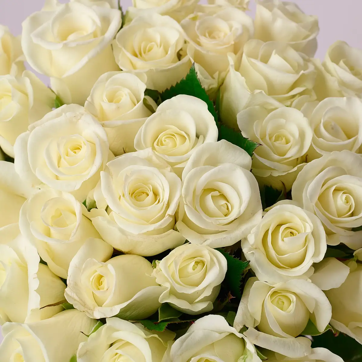 Букет 39 Роз Белуга купить недорого в Украине, фото 3