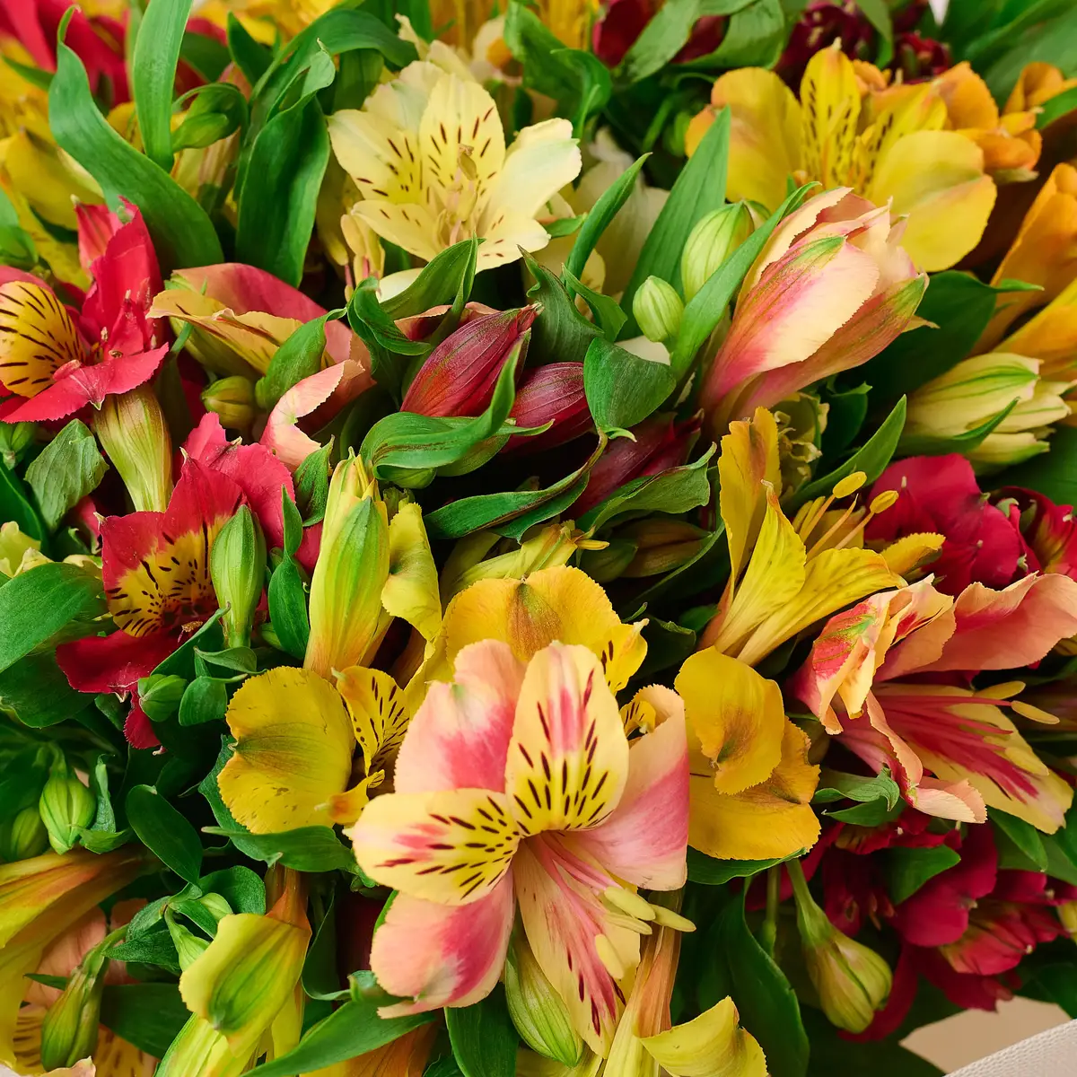 Букет 21 Альстромерія мікс купити недорого в Україні, фото 3