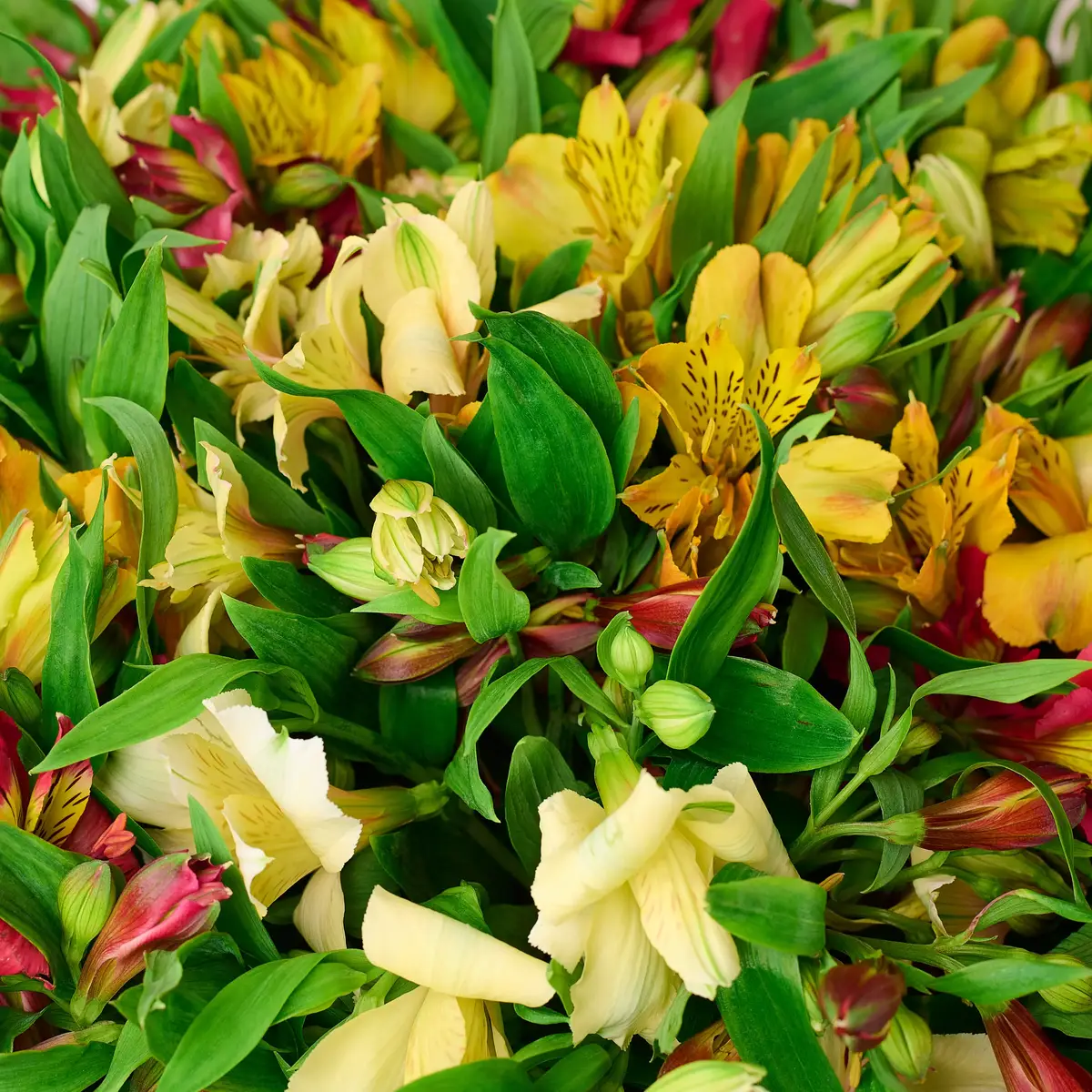Букет 45 Альстромерій мікс купити недорого в Україні, фото 3