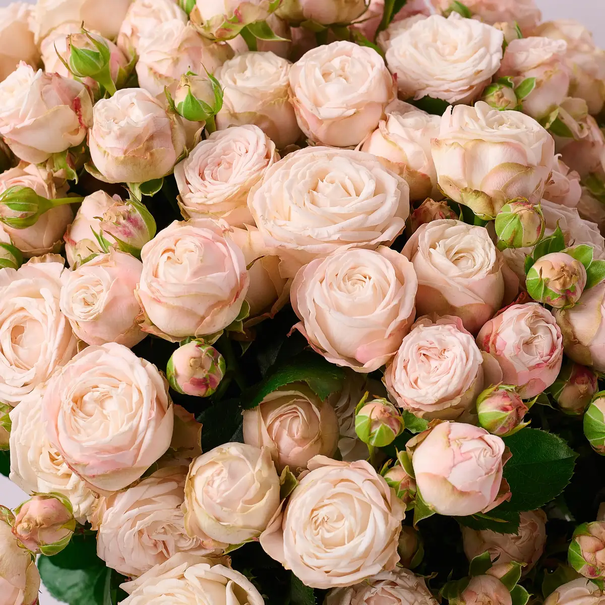 Букет 25 Роз спрей Бомбастик купить недорого в Украине, фото 3