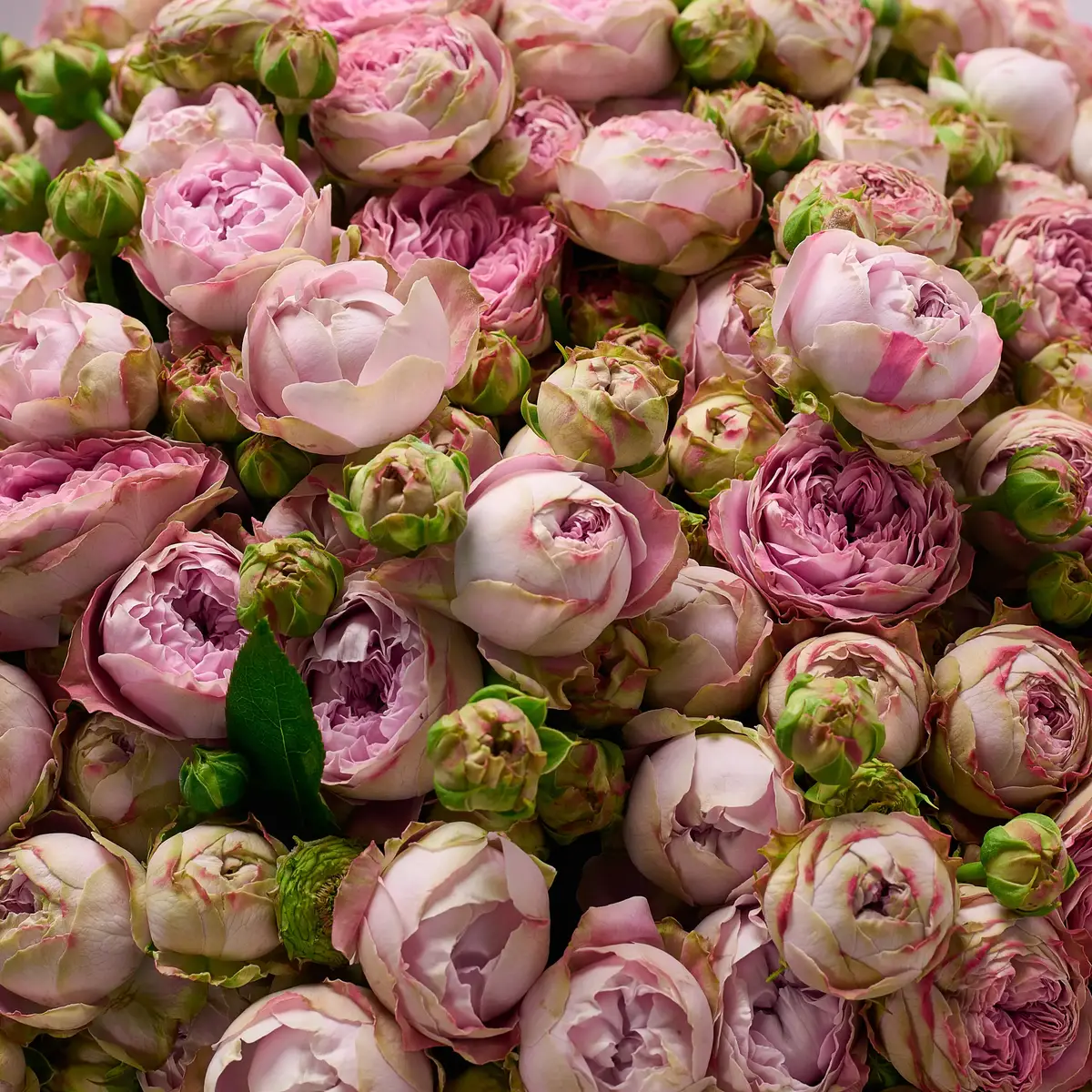 Букет 51 Троянда спрей Блоссом Баблз купити недорого в Україні, фото 3