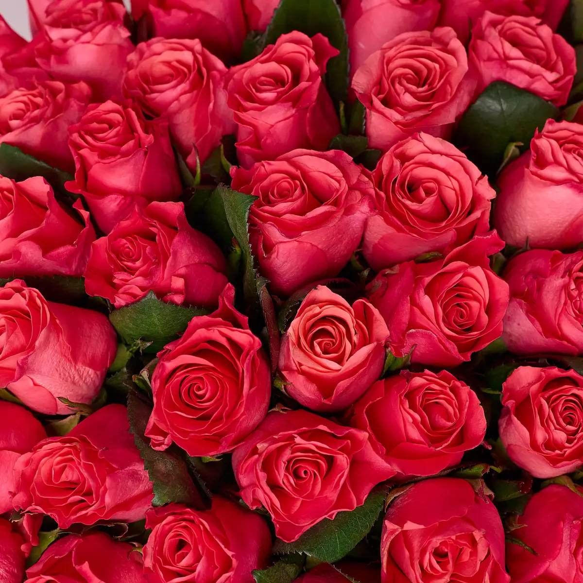 Букет 51 Троянда Пінк Таказі купити недорого в Україні, фото 3