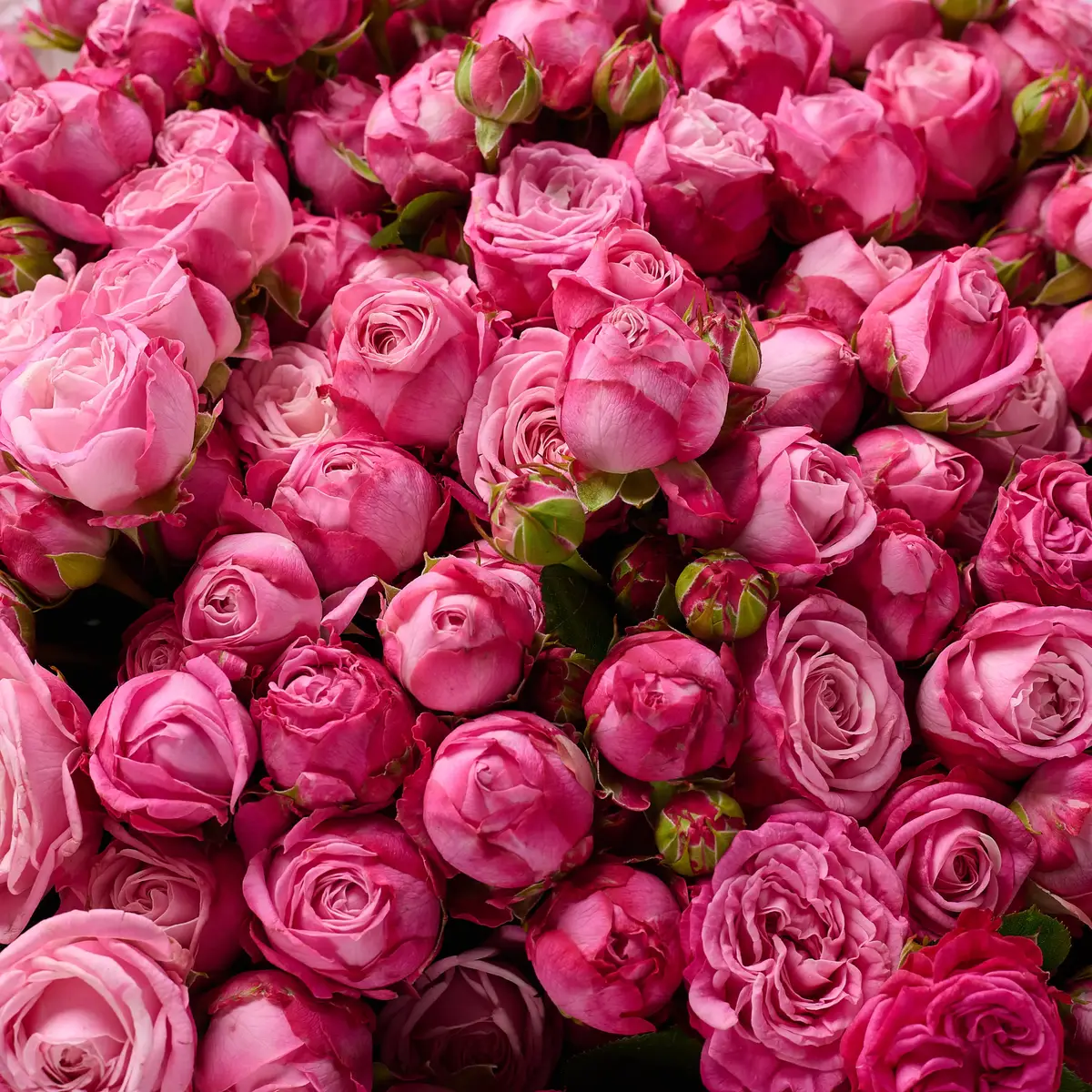 Букет 45 Роз спрей Леди Бомбастик купить недорого в Украине, фото 3