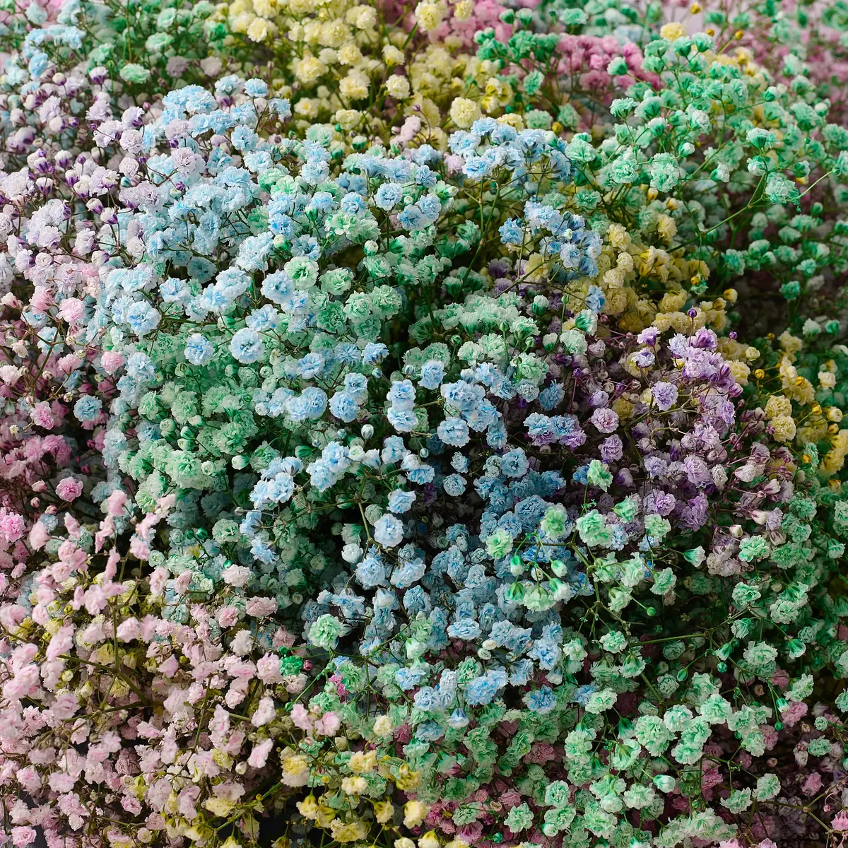 Букет 35 Кольорових Гіпсофіл купити недорого в Україні, фото 3