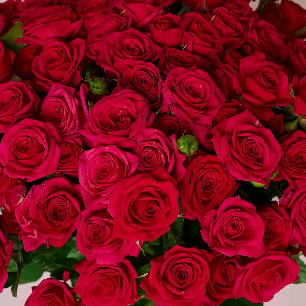 Букет 19 Троянд спрей Квінсі купити недорого в Україні, фото 3