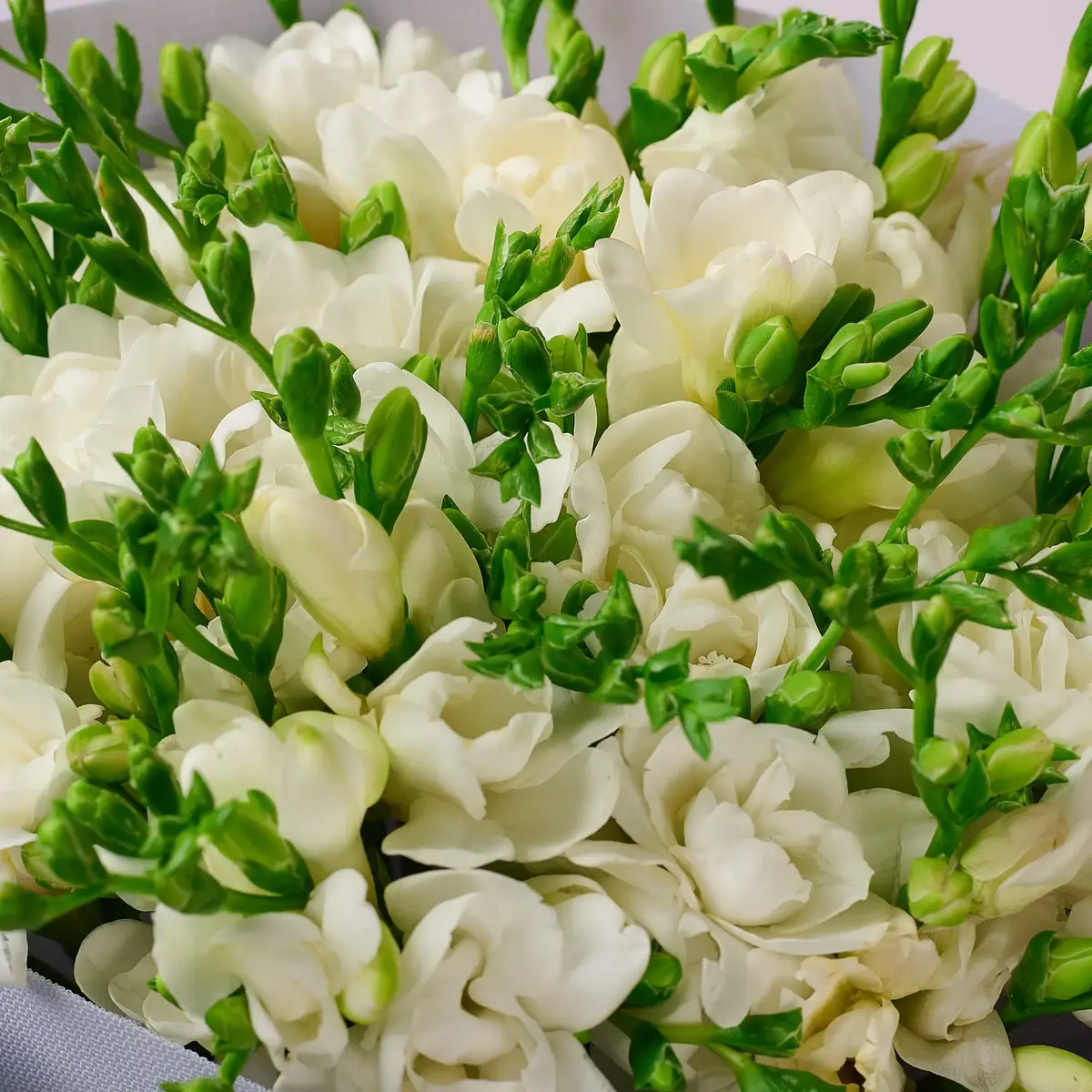 Букет 45 Білих Фрезій купити недорого в Україні, фото 3