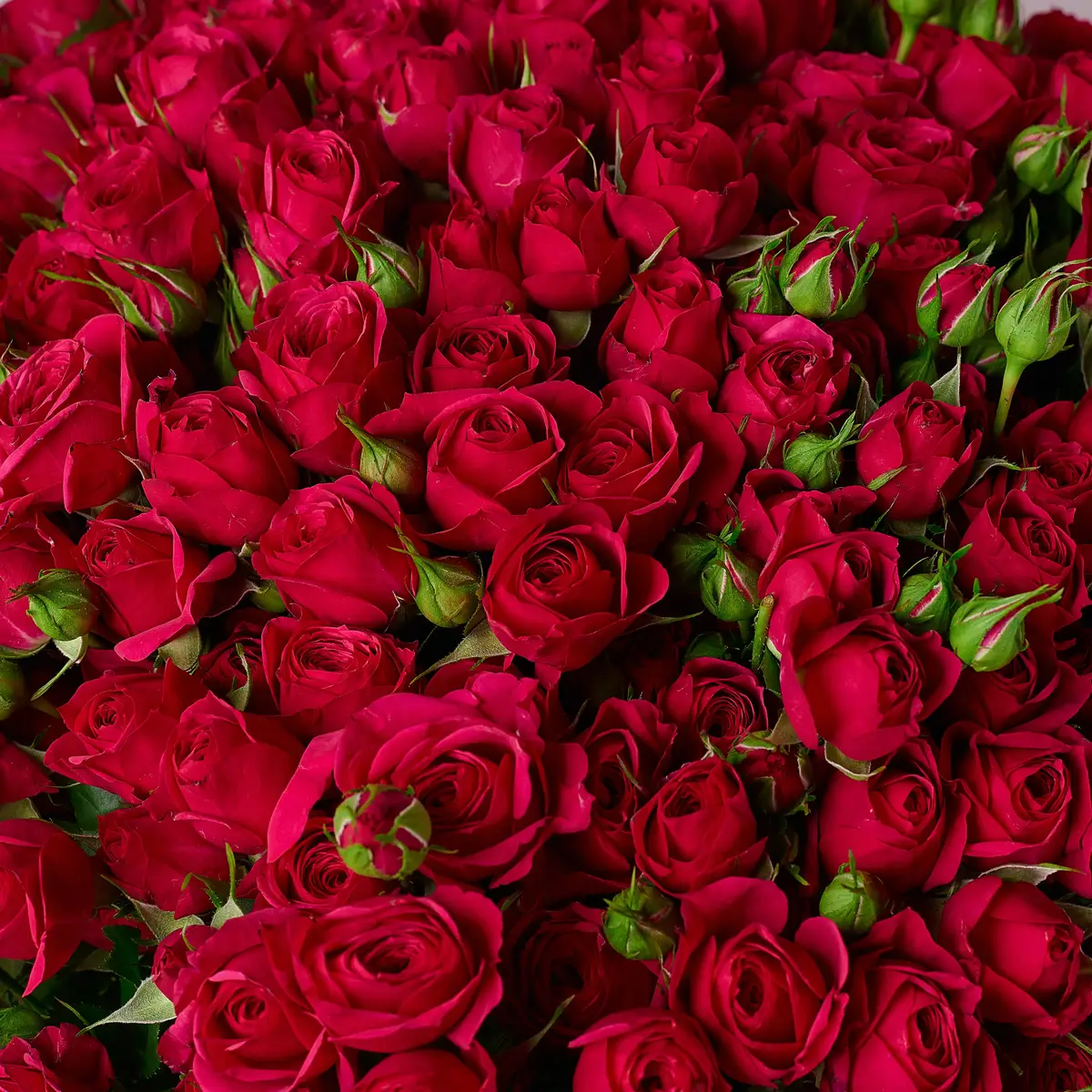 Букет 45 Троянд спрей Квінсі купити недорого в Україні, фото 3