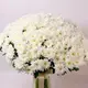 Букет 51 Біла Хризантема купити