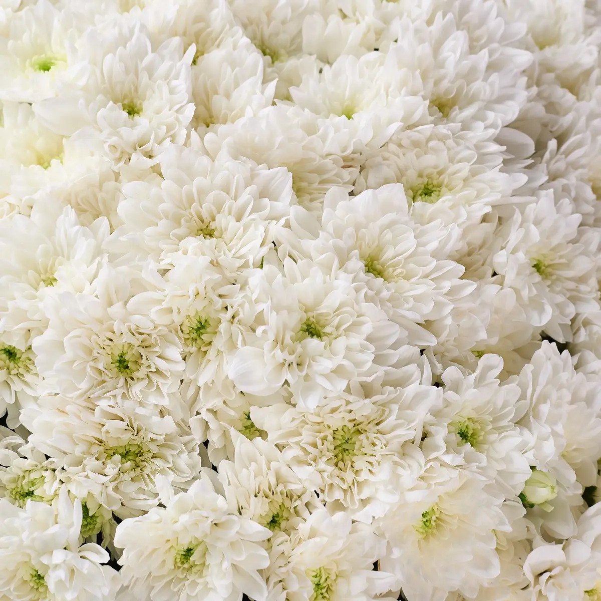 Букет 51 Біла Хризантема купити недорого в Україні, фото 3