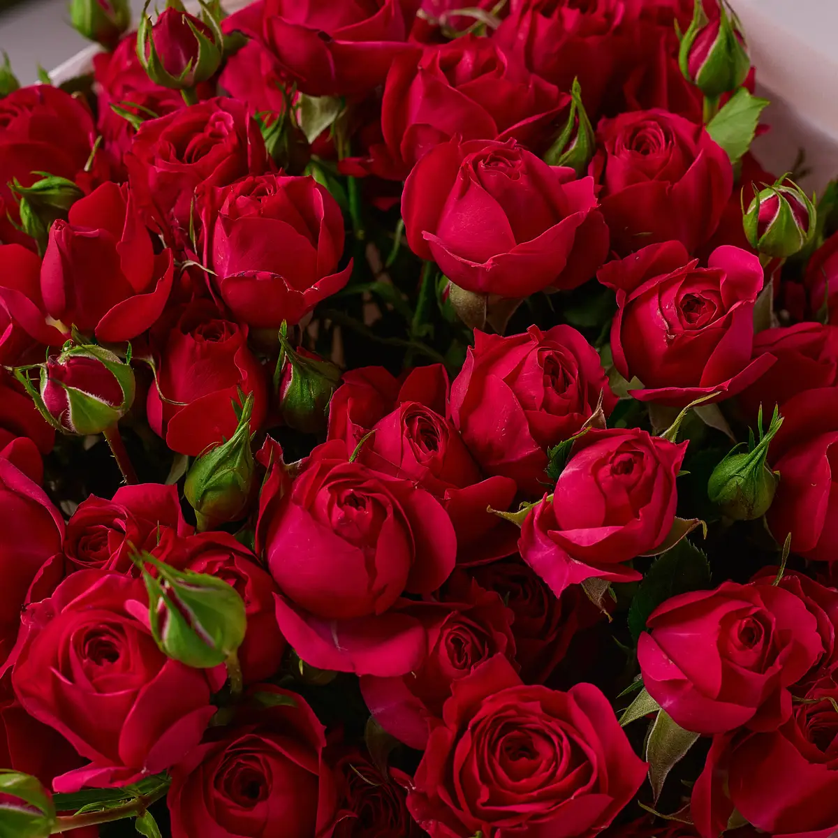 Букет 9 Троянд спрей Квінсі купити недорого в Україні, фото 3