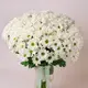 Букет 25 Білих Хризантем Ромашка купити