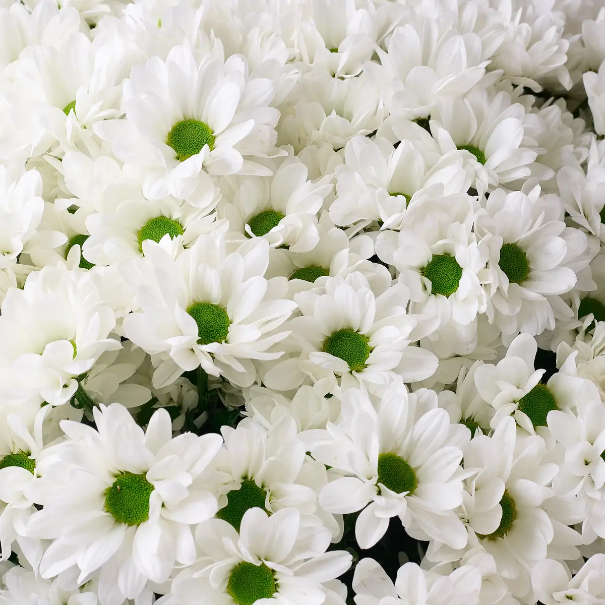 Букет 25 Білих Хризантем Ромашка купити недорого в Україні, фото 3