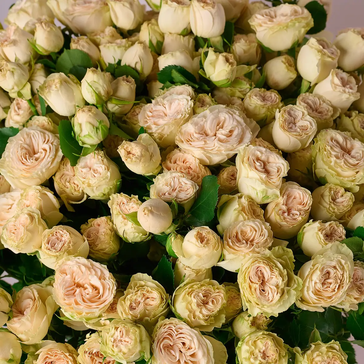 Букет 35 Троянд спрей Самерроуз купити недорого в Україні, фото 3