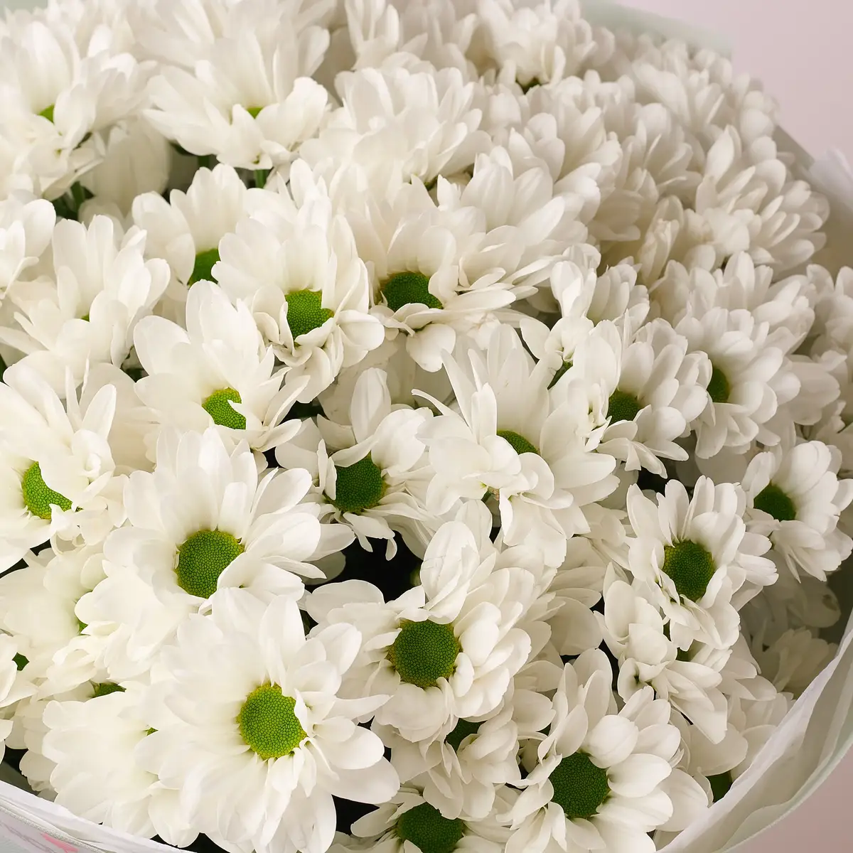 Букет 11 Білих Хризантем Ромашка купити недорого в Україні, фото 3