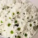 Букет 11 Білих Хризантем Ромашка купити